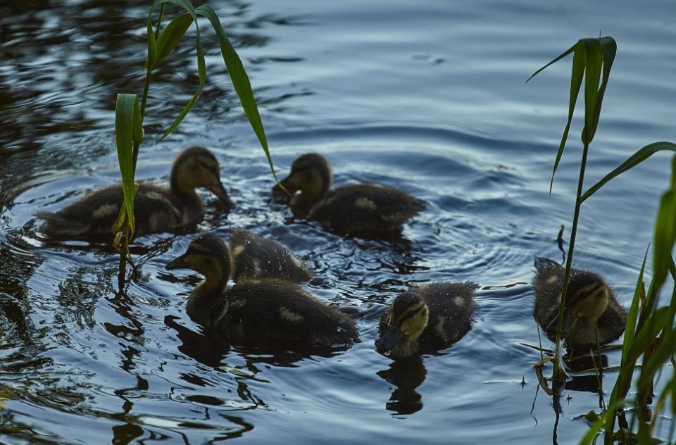 До +24 градусов прогреется воздух в Псковской области 29 июля
