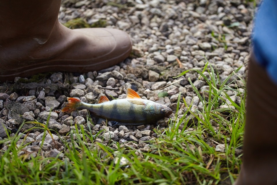 Мировой рекорд по приготовлению ухи планируют побить на фестивале «Наше море» в Гдовском районе 