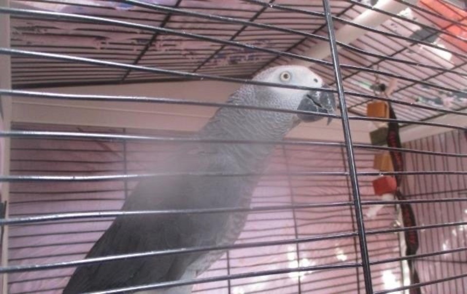  Попугая из Швейцарии остановили в Псковской области из-за отсутствия документов