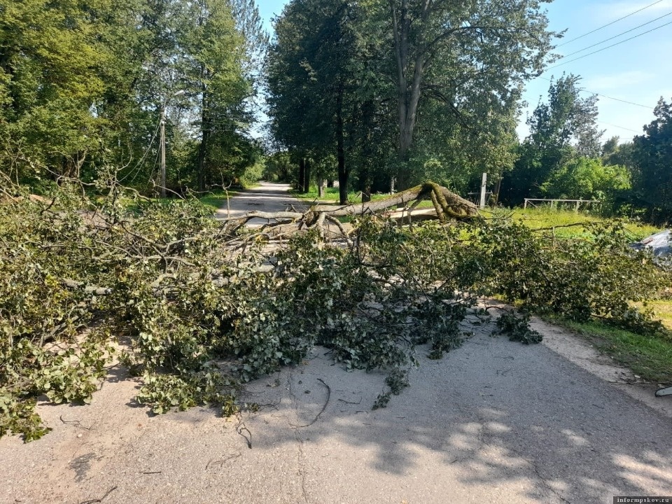 Из-за упавших деревьев улицы Новоржева остались без света Из-за упавших деревьев улицы Новоржева остались без света