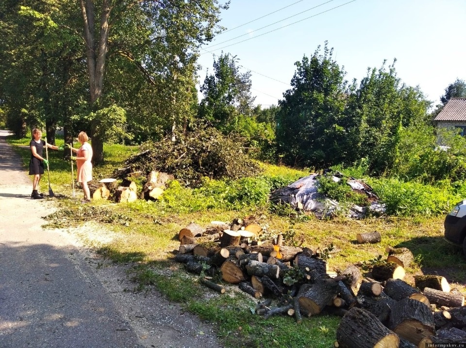Из-за упавших деревьев улицы Новоржева остались без света Из-за упавших деревьев улицы Новоржева остались без света