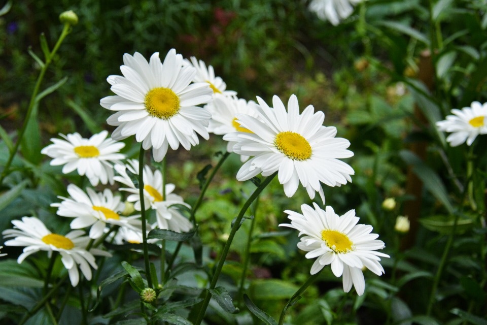 До +26 градусов ожидается в Псковской области 10 августа 