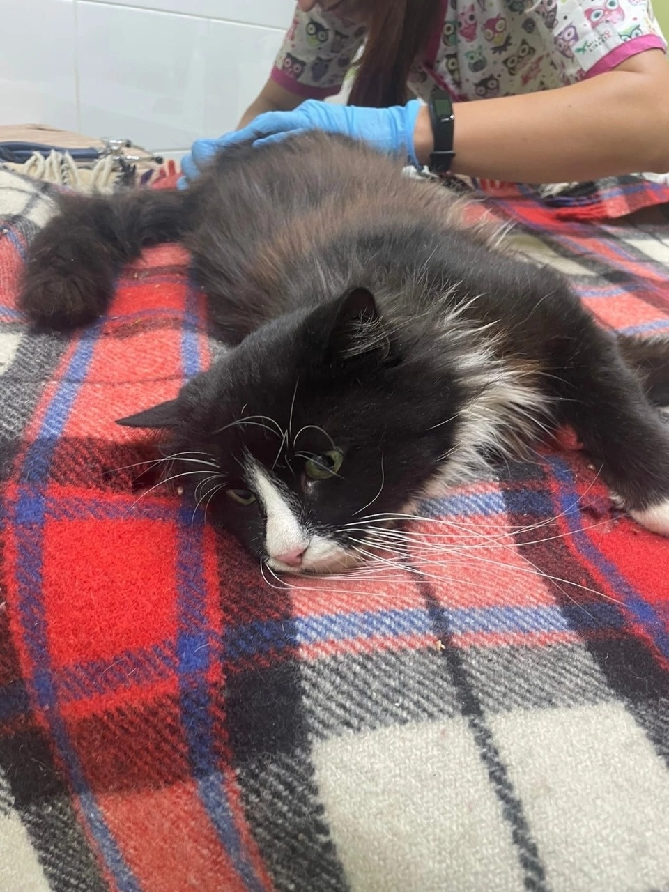 Неизвестный прострелил позвоночник коту в Псковском районе 