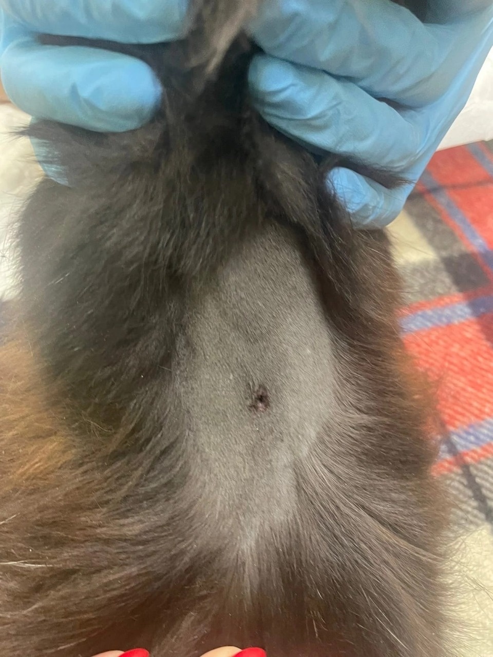 Неизвестный прострелил позвоночник коту в Псковском районе 