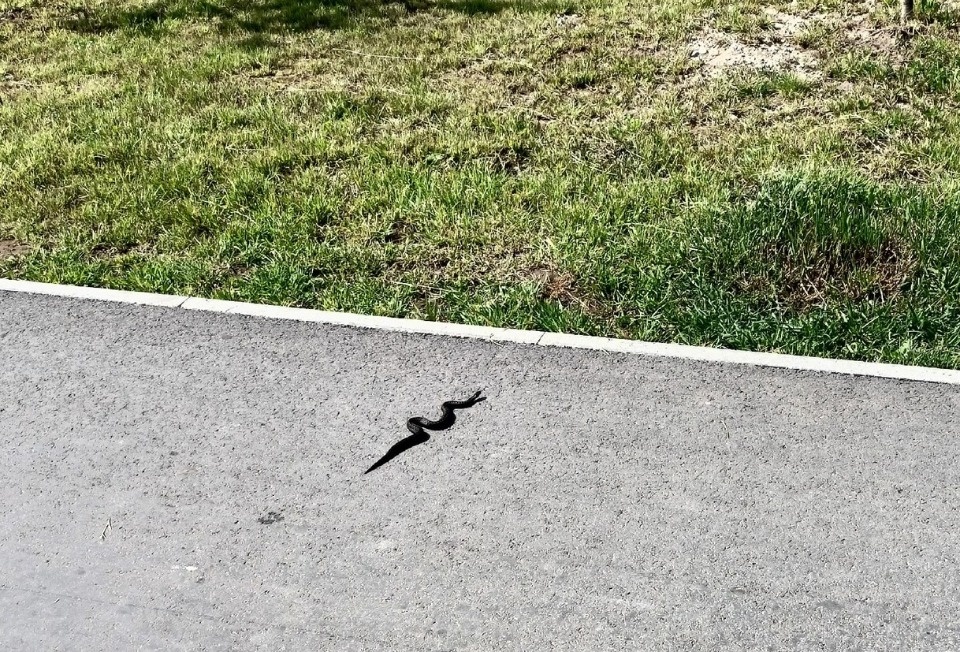 Змею заметили рядом со скейт-парком на улице Никольской в Псковском районе  