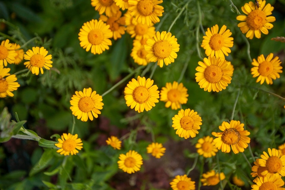 Жаркий день ожидается в Псковской области 15 августа 