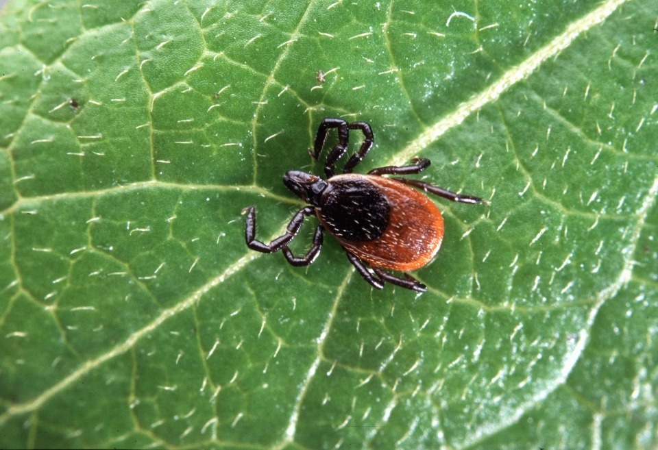 Анастасия Повторейко: Около 30% клещей являются носителями патогенных для человека вирусов и бактерий