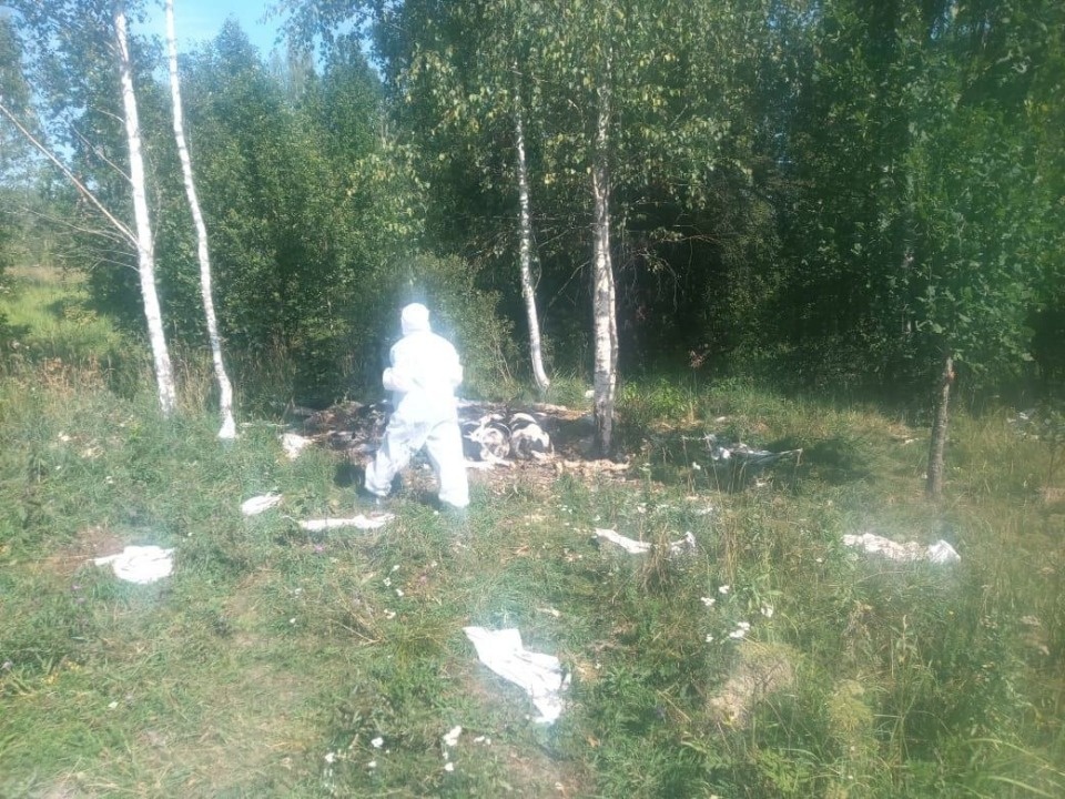 В Палкинском районе обнаружены трупы телят В Палкинском районе обнаружены трупы телят