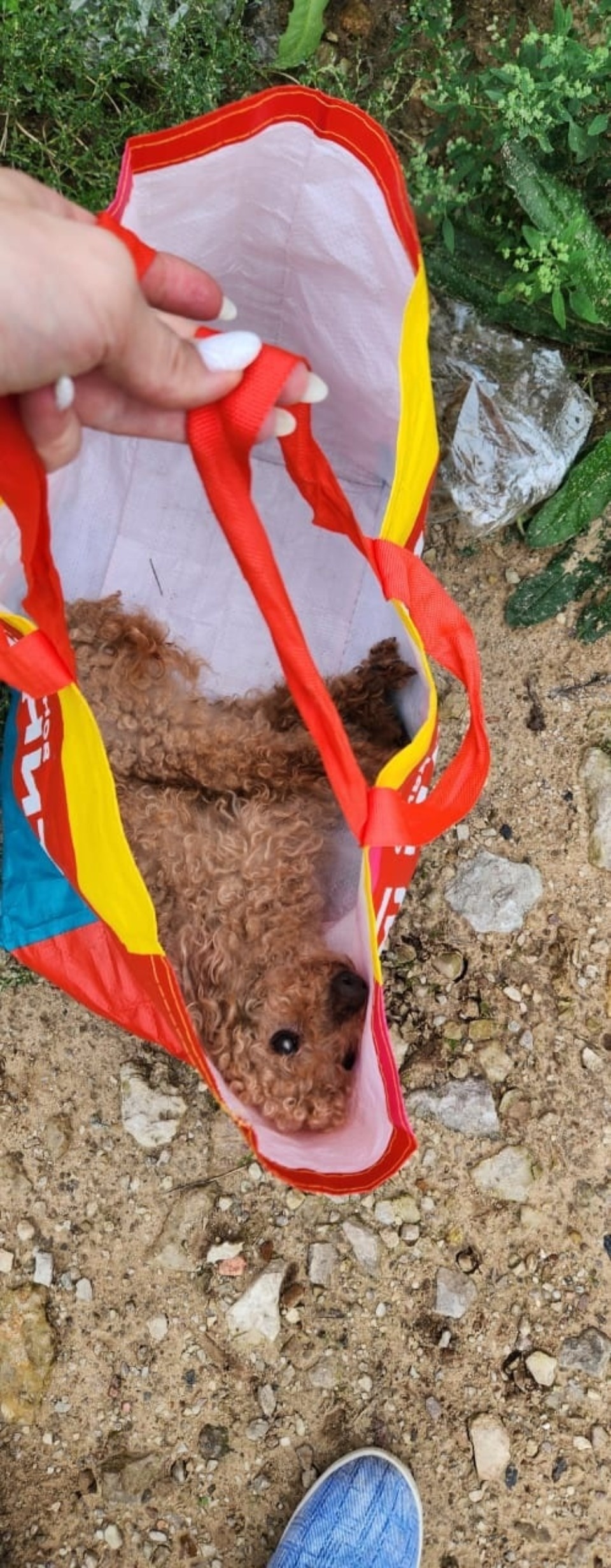 Парализованную собаку выкинули в сумке-пакете в Псковском районе Парализованную собаку выкинули в сумке-пакете в Псковском районе