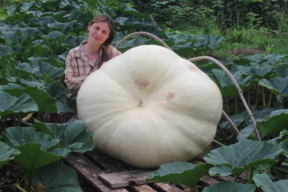 В Бежаницком районе вырастили тыкву весом 240 килограммов
