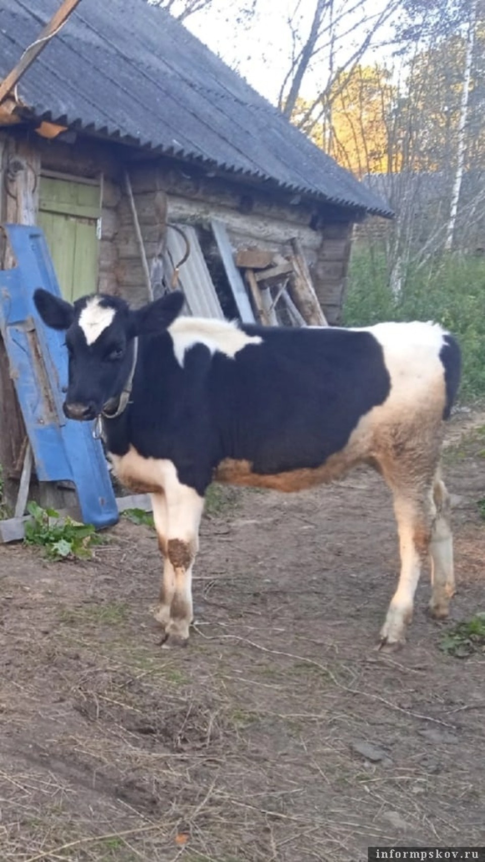 Неизвестный подстрелил корову в Плюсском районе