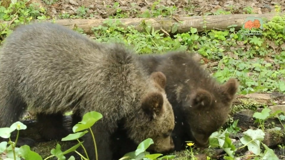 Ветеринарный осмотр прошли медвежата, спасенные в Псковской области