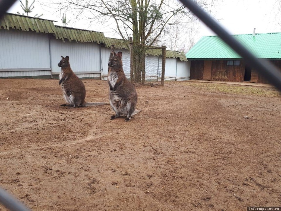 В экопарке в Пушкиногорском районе летом родился кенгуренок