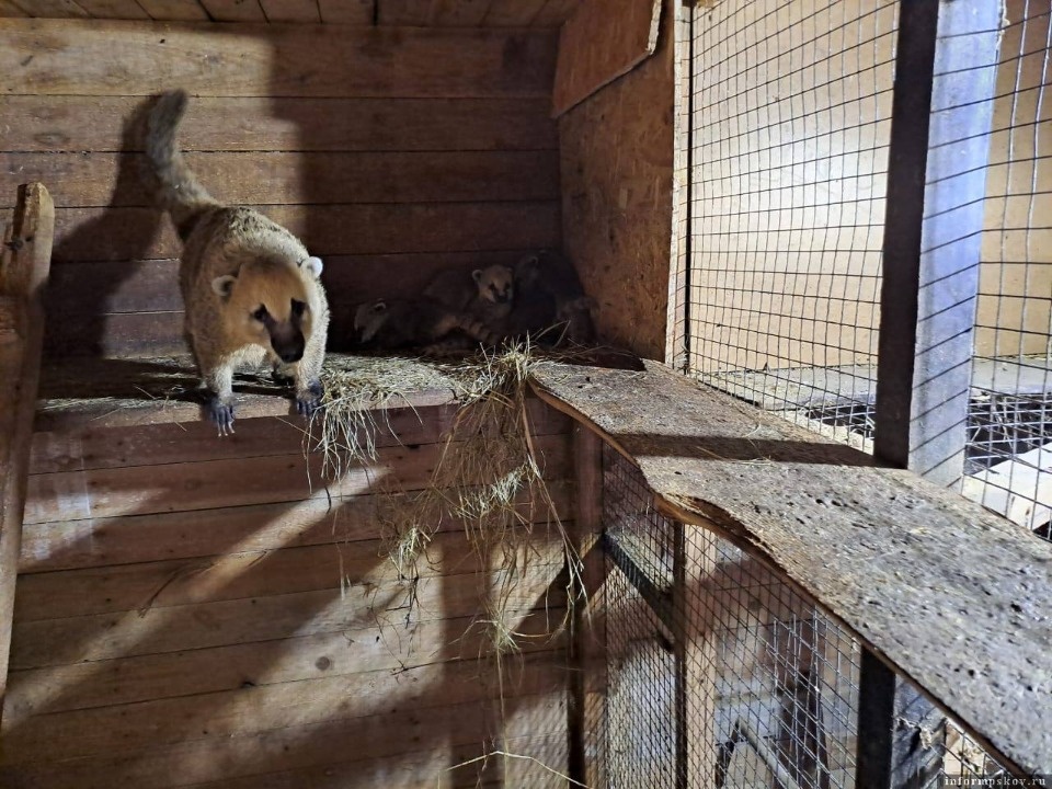 В экопарке в Пушкиногорском районе летом родился кенгуренок