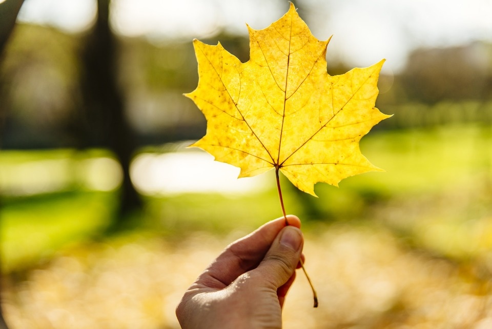 До 22 градусов тепла прогнозирует в Псковской области 15 сентября