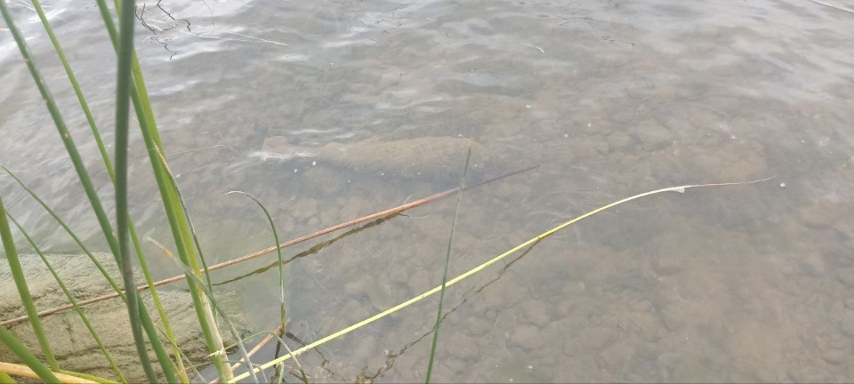 В Пскове взорвали найденную в реке Великой советскую мину