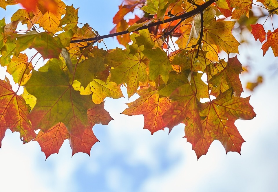 До +21 градуса прогреется воздух в Псковской области 25 сентября