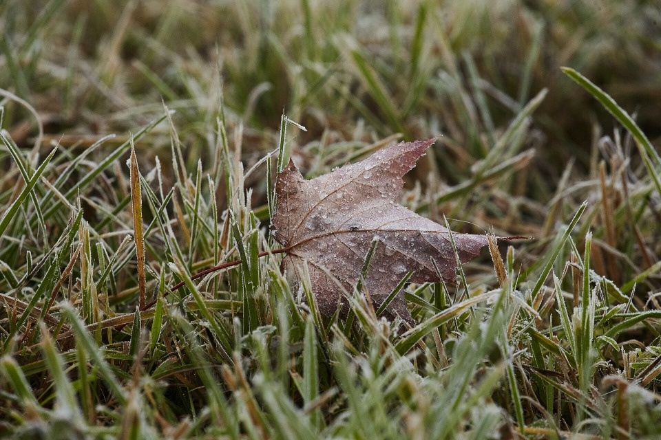  Заморозки ожидаются в Псковской области 26-27 сентября 