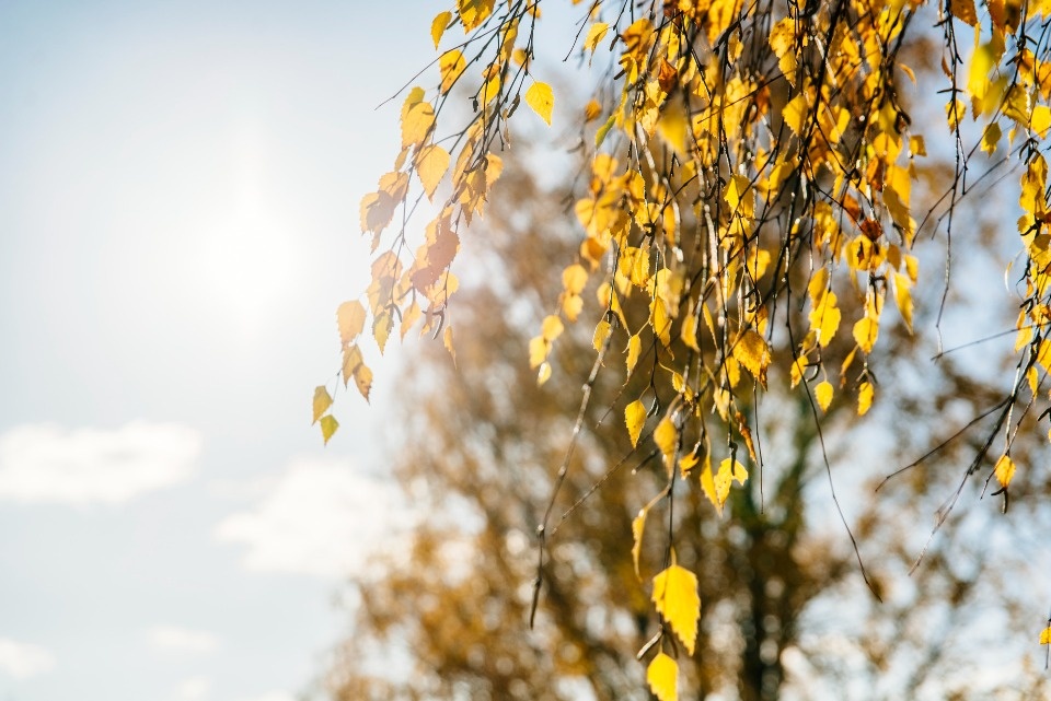 29 сентября в Псковской области воздух прогреется до +25 градусов 29 сентября в Псковской области воздух прогреется до +25 градусов