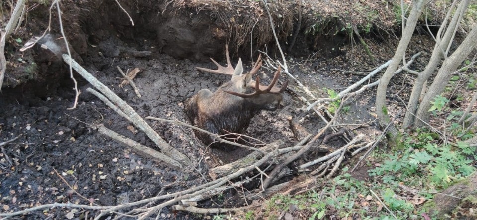 Сотрудники Полистовского заповедника помогли лосю выбраться из канавы 