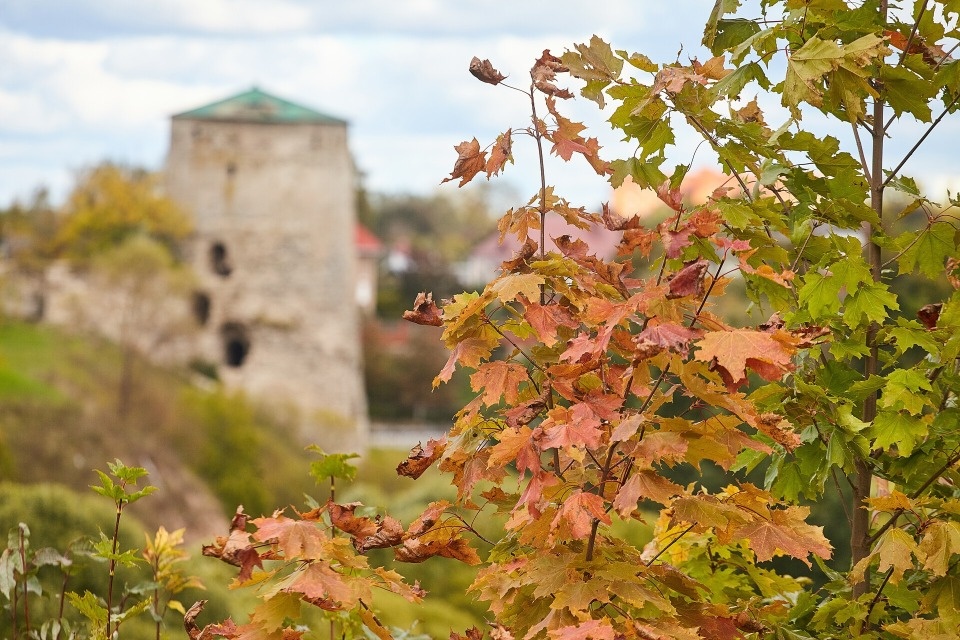 До +19 градусов и осадки ожидаются в Псковской области 3 октября