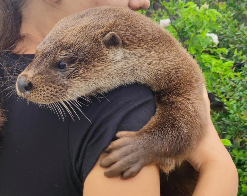 Живущая на псковском подворье выдра Бухля пропала
