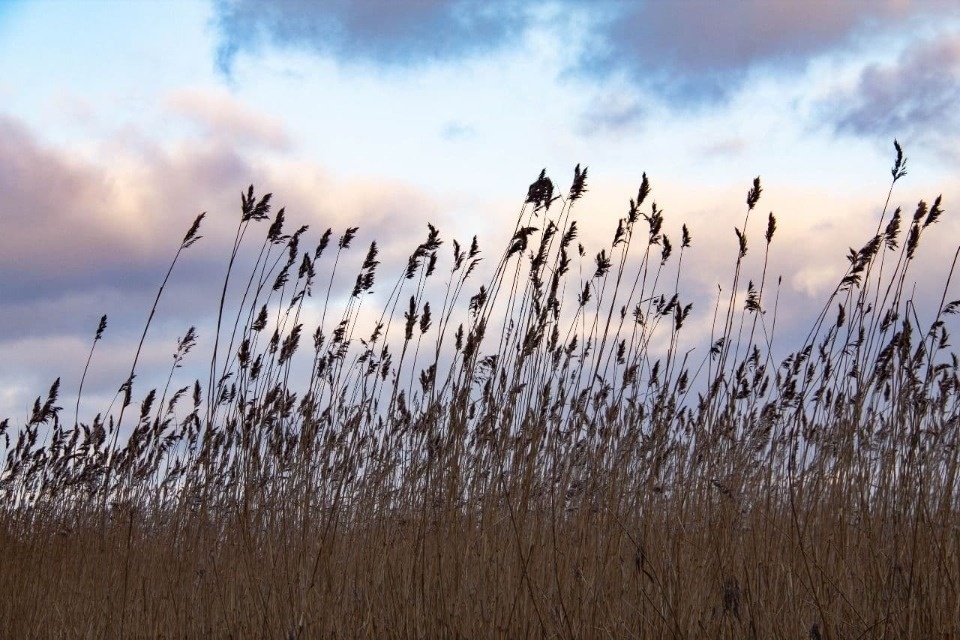 Сильный ветер накроет Псковскую область вечером 6 октября