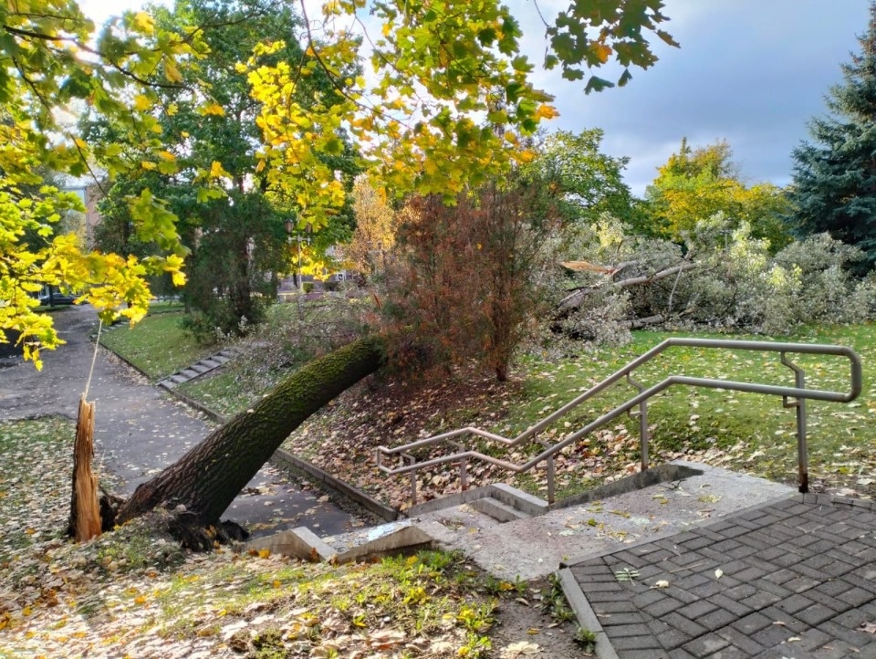 230 населенных пунктов Псковской области остались без электричества из-за непогоды