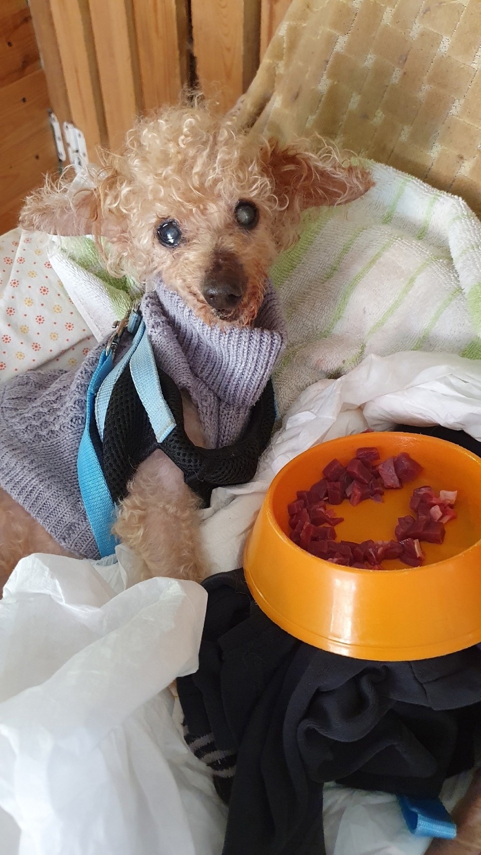 В Пскове умер парализованный пес Лучик, в августе его нашли на пустыре В Пскове умер парализованный пес Лучик, в августе его нашли на пустыре