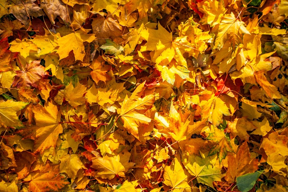 Дождь и мокрый снег ожидаются в Псковской области 9 октября 