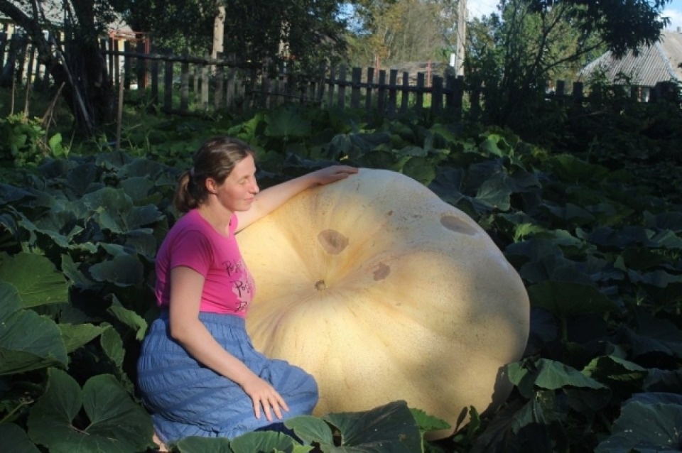 Псковичка заняла третье место в конкурсе гигантских тыкв «ТыквыБатл 2023 Online»