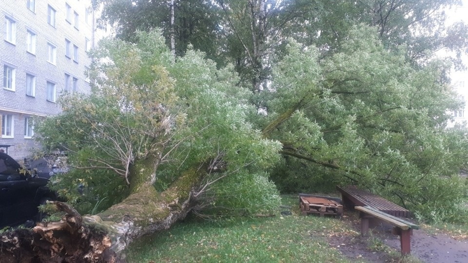 31 машину повредили упавшие деревья в Пскове 