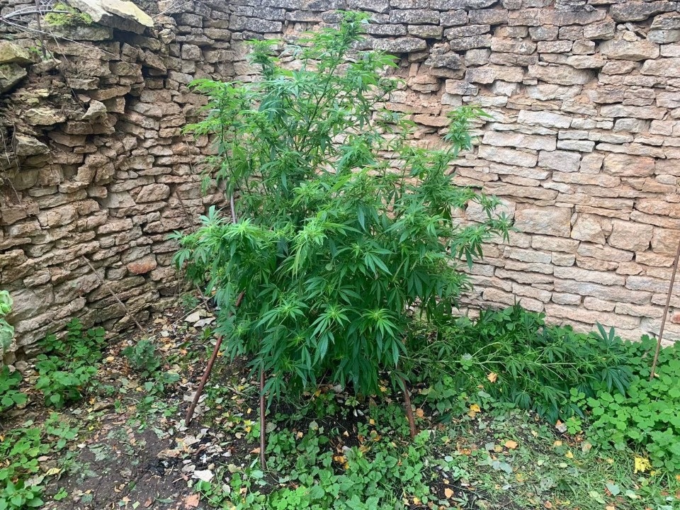 Полицейские задержали сушившую коноплю жительницу Печорского района