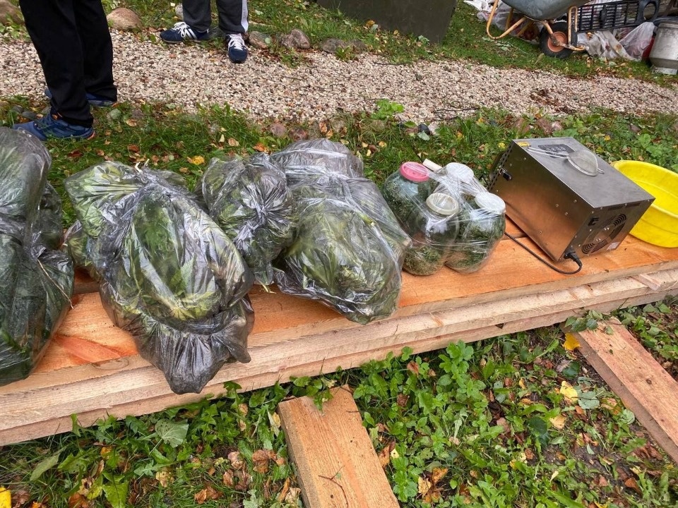 Полицейские задержали сушившую коноплю жительницу Печорского района