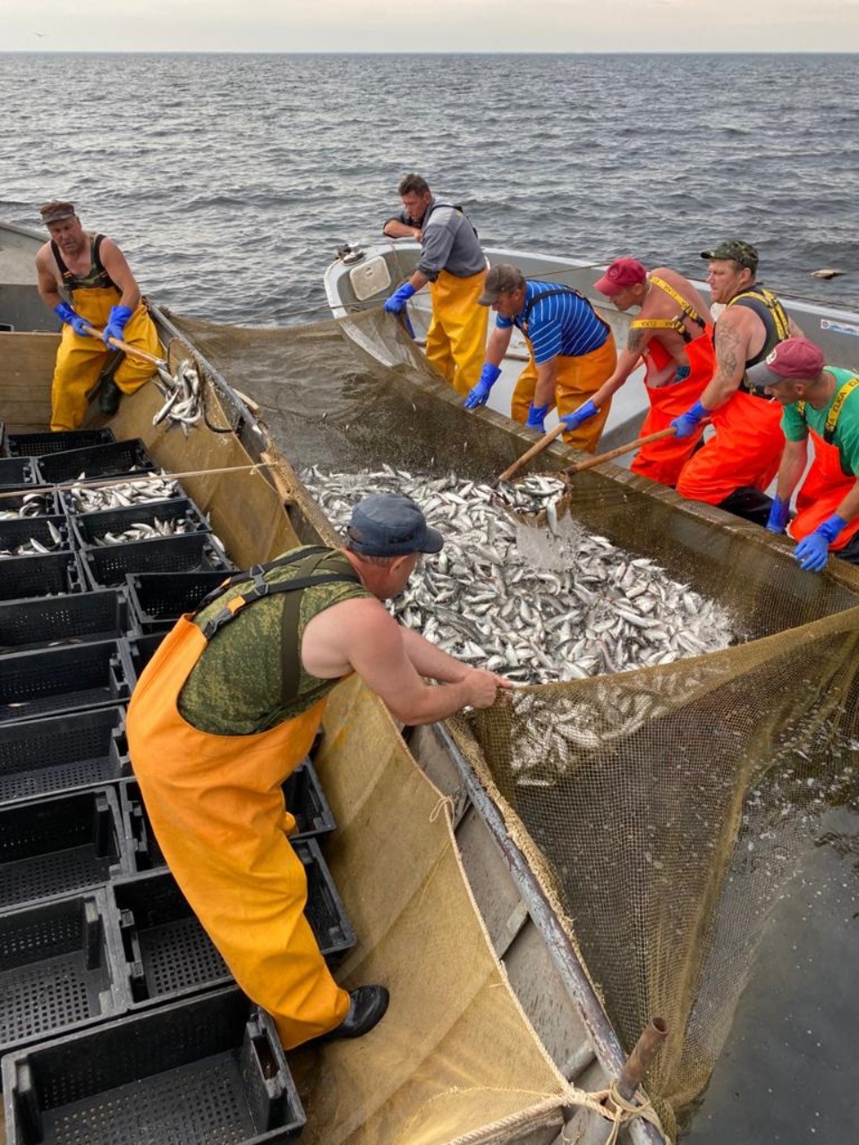 В Псковской области могут до конца года запретить промышленный вылов ряпушки