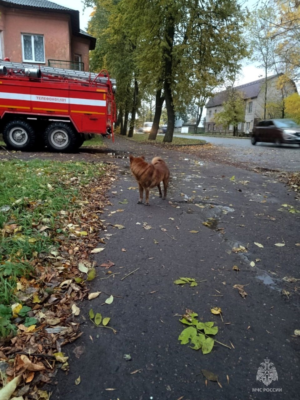 Провалившуюся в канализационный люк собаку спасли пожарные в Великих Луках