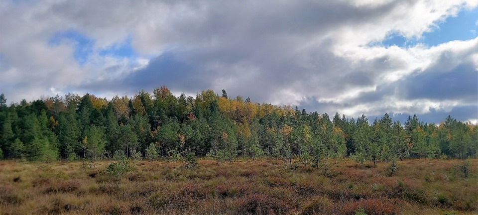 В Полистовском заповеднике прошли съемки тревел-шоу «Заповедное путешествие» В Полистовском заповеднике прошли съемки тревел-шоу «Заповедное путешествие»