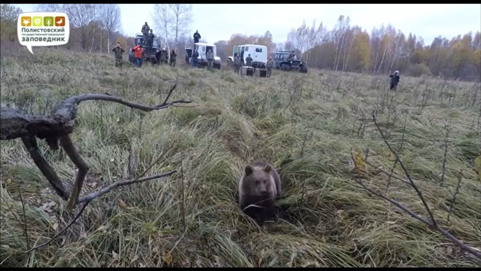 Медведиц Фасолинку и Горошинку выпустили в охранной зоне Полистовского заповедника
