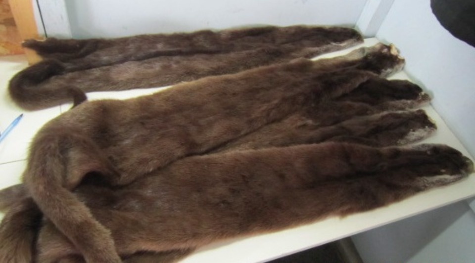 Иностранец пытался незаконно провезти через Псковскую область меховые шкурки