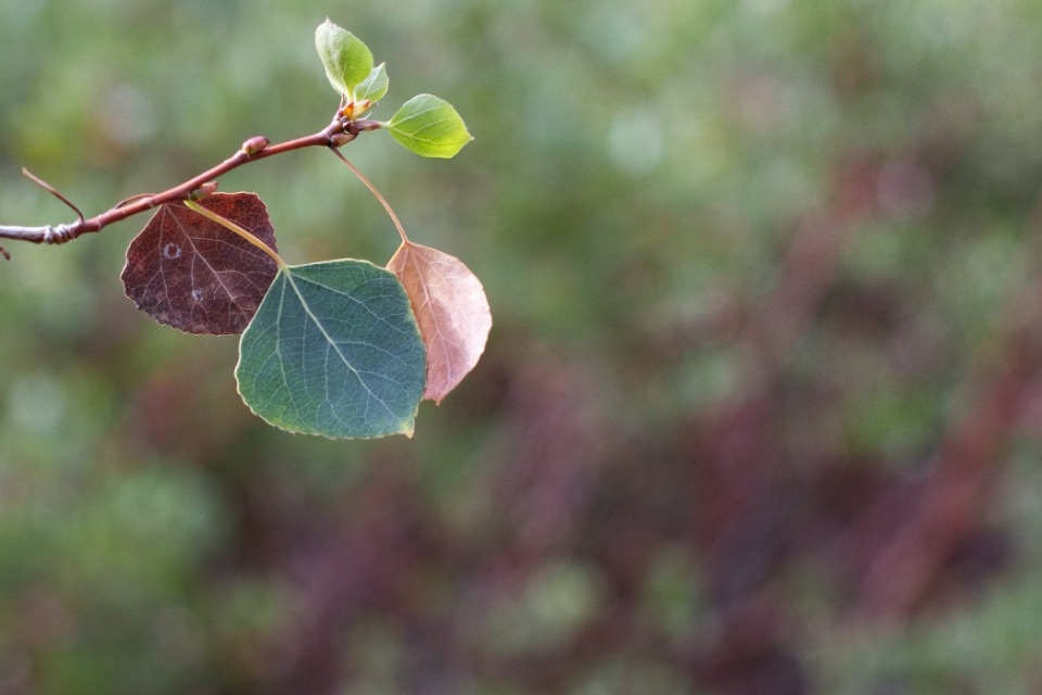 Вальщик леса предстал перед судом за случайное убийство коллеги стволом осины в Стругокрасненском районе