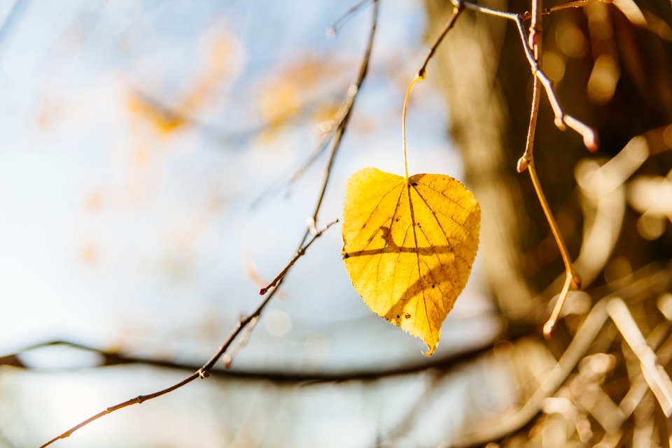 До +3 градусов ожидается в Псковской области 13 ноября