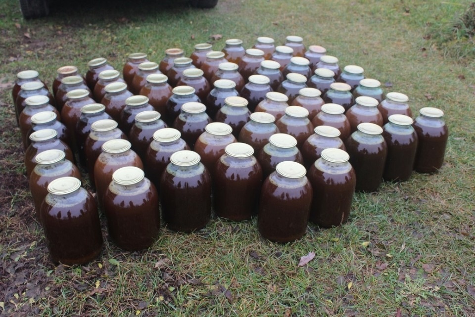 65 банок сока сделали из 500-килограммовой тыквы в Бежаницком районе 65 банок сока сделали из 500-килограммовой тыквы в Бежаницком районе