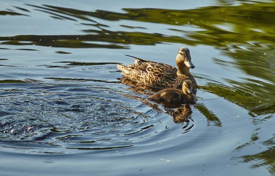 Аппараты по продаже корма для уток появятся в Пскове