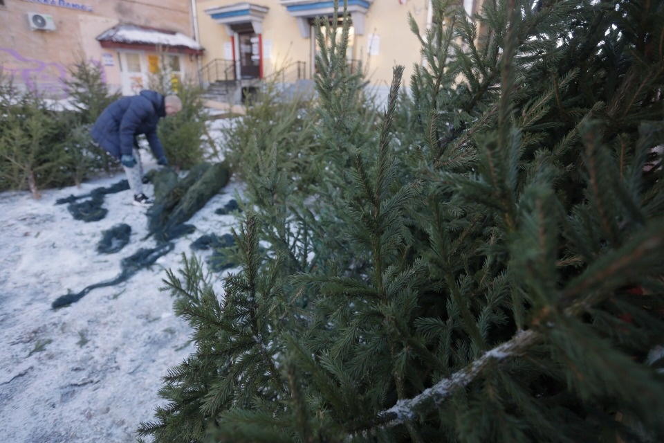 Елочные базары в Пскове откроются по 27 адресам