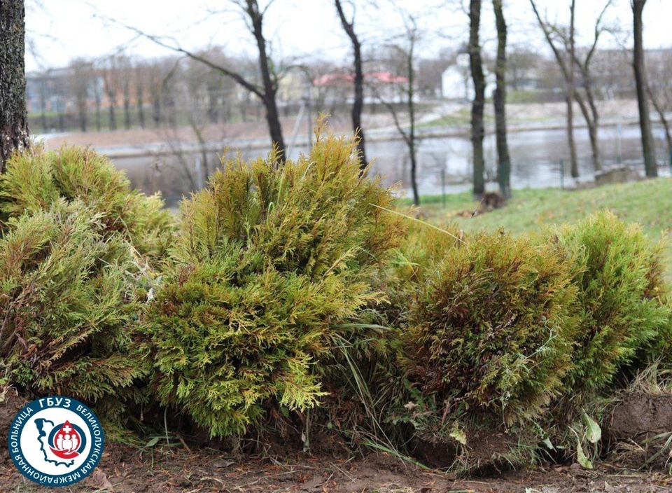 Сад для прогулок и парковая зона появятся на территории стационара великолукской больницы