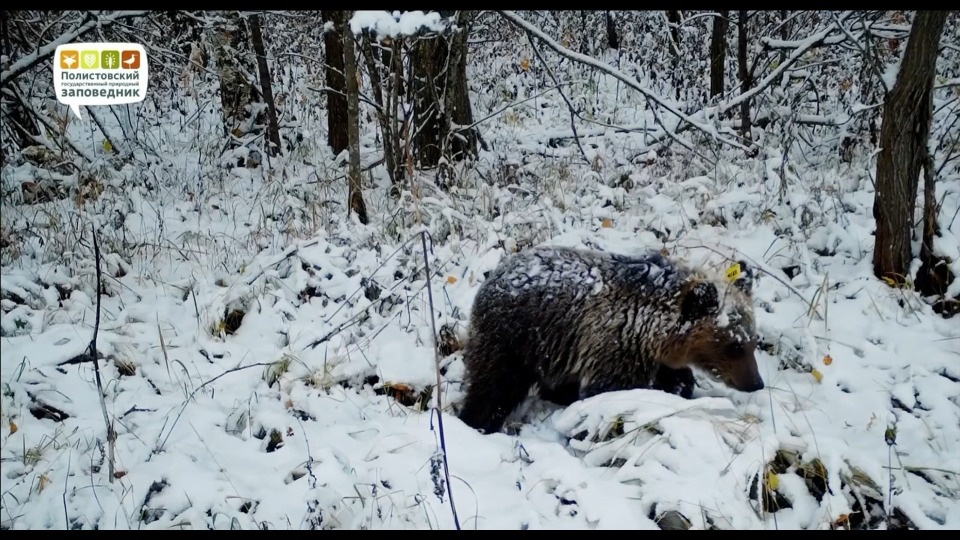Медведицу Фасолинку запечатлела фотоловушка Полистовского заповедника