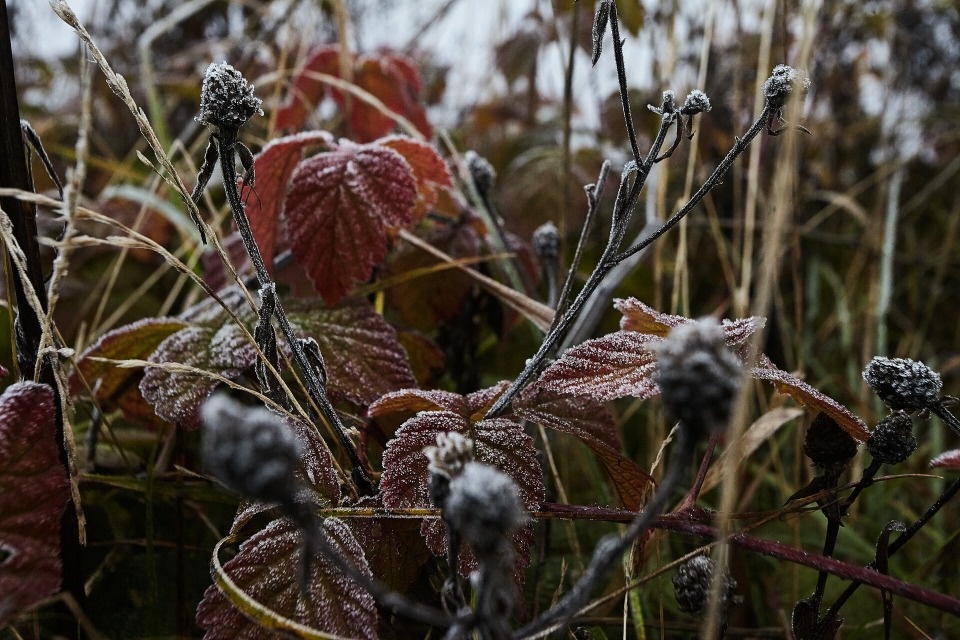 До -8 градусов ожидается в Псковской области днем 22 ноября 