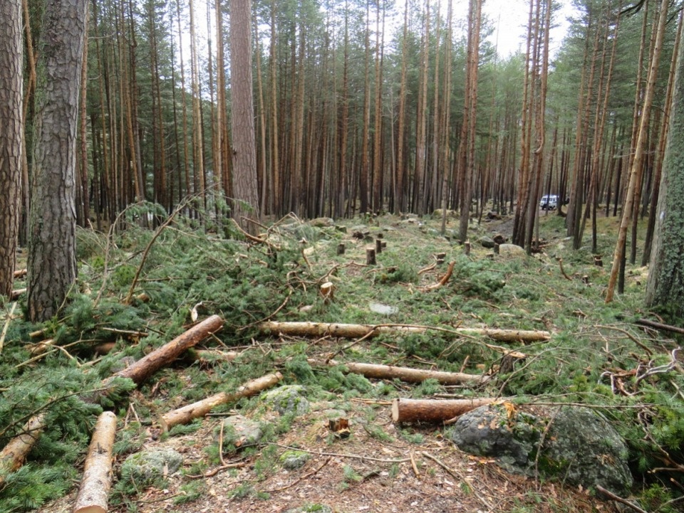 Порядка 4 млн рублей заплатит невельчанин за незаконную вырубку леса