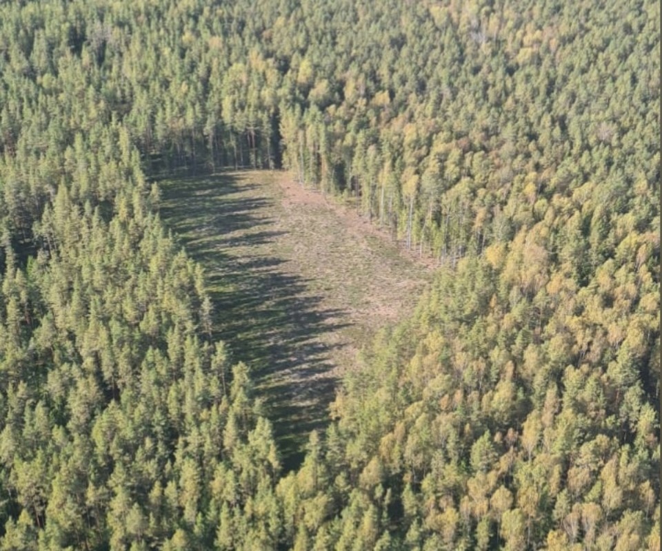 Порядка 4 млн рублей заплатит невельчанин за незаконную вырубку леса