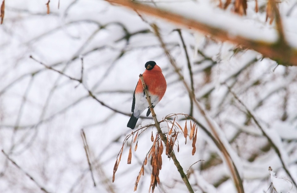 До +1 градуса поднимется температура в Псковской области 23 ноября